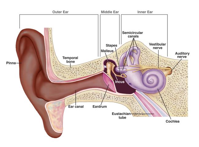 diagram of the inner ear
