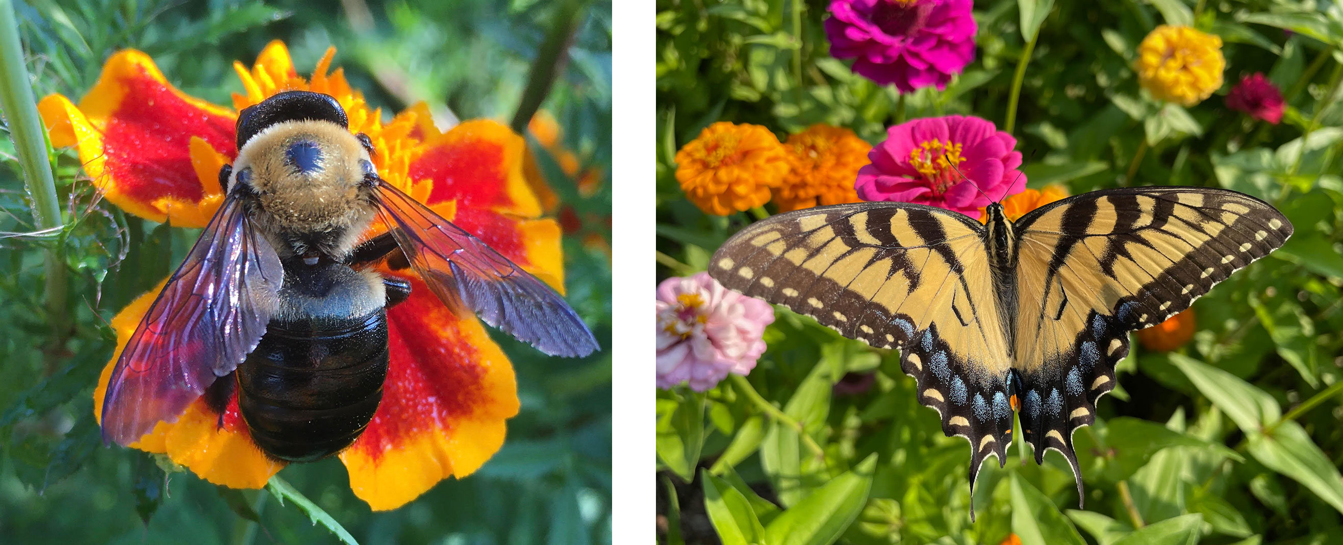 close-up photographs of a bee and a monarch butterfly