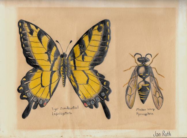 Butterfly and wasp colored illustrations