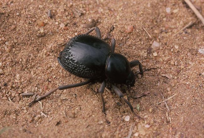 Birds-eye photograph of a dung beetle in the dirt